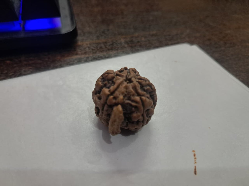 Ganesh Rudraksha - Authentic Nepali Original for Success & New Beginnings