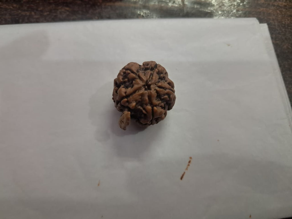 Ganesh Rudraksha - Authentic Nepali Original for Success & New Beginnings