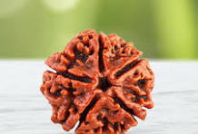 5 Mukhi Rudraksha Bead - Authentic Natural Rudraksha for Meditation & Wellness
